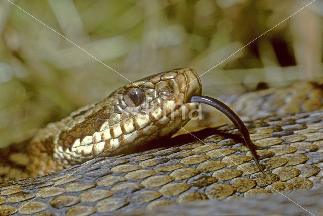 Adder (Vipera berus)