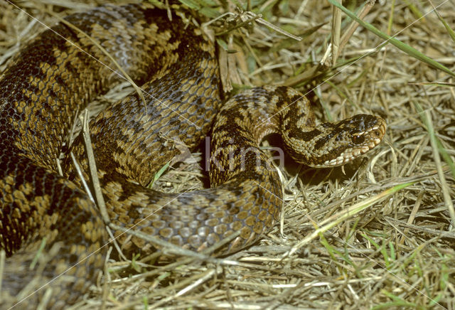 Adder (Vipera berus)