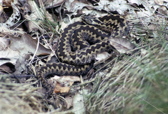 Adder (Vipera berus)