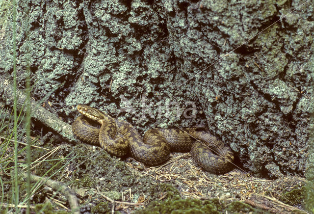 Common Viper (Vipera berus)