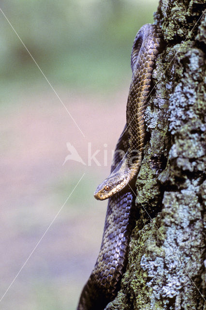 Common Viper (Vipera berus)