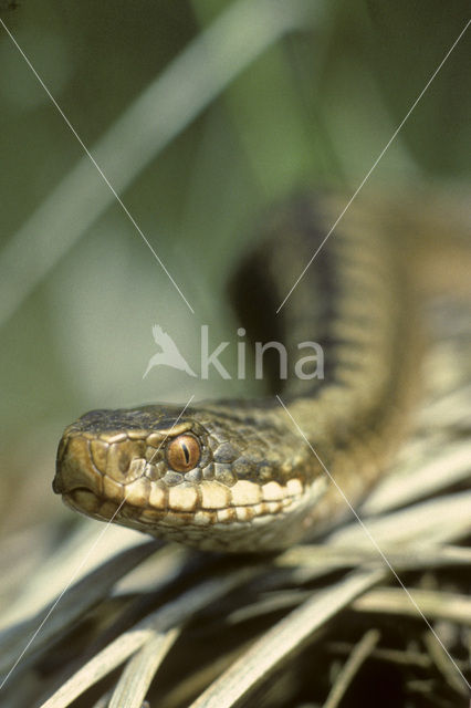 Adder (Vipera berus)