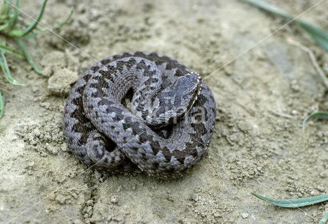 Common Viper (Vipera berus)