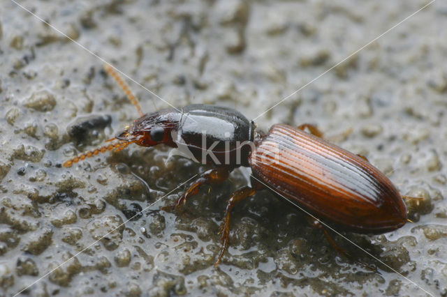 Akkergraver (Clivina collaris)