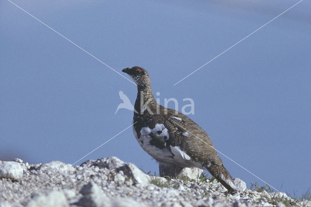 Alpensneeuwhoen (Lagopus muta)