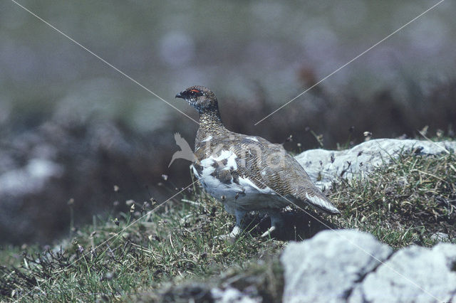 Alpensneeuwhoen (Lagopus muta)