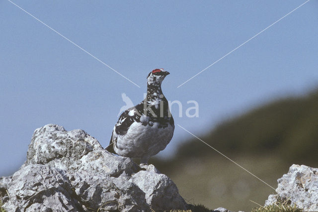 Alpensneeuwhoen (Lagopus muta)