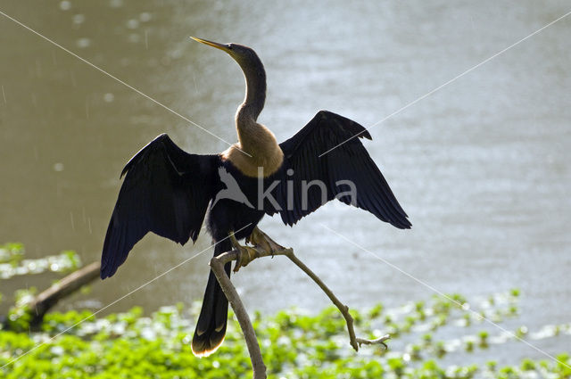 Amerikaanse Slangenhalsvogel (Anhinga anhinga)