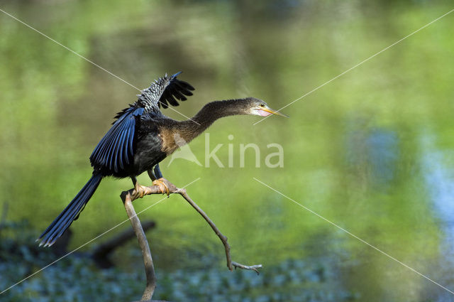 American darter (Anhinga anhinga)