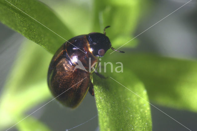 Anacaena lutescens