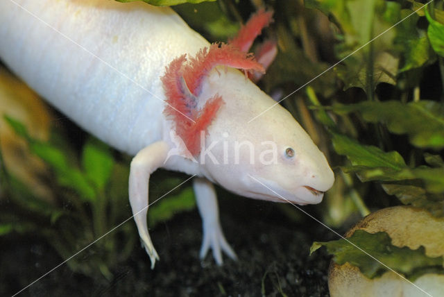 Axolotl (Ambystoma mexicanum)