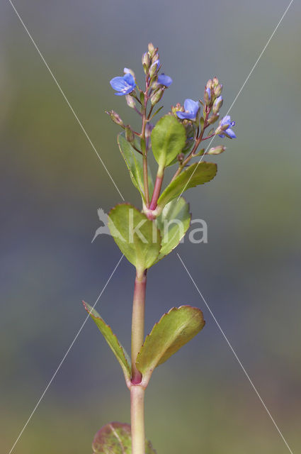 Beekpunge (Veronica beccabunga)