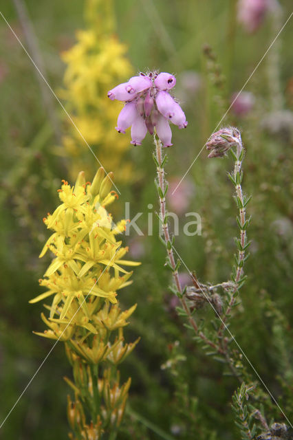 Beenbreek (Narthecium ossifragum)