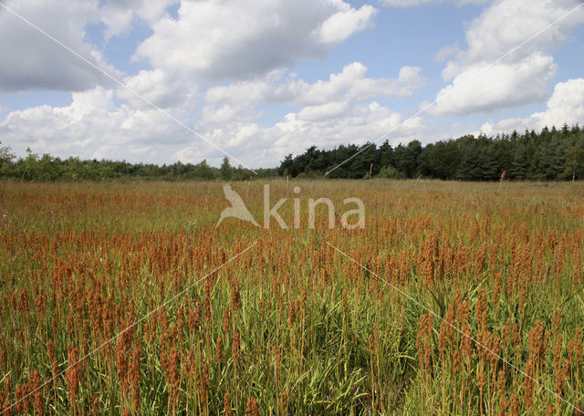 Beenbreek (Narthecium ossifragum)