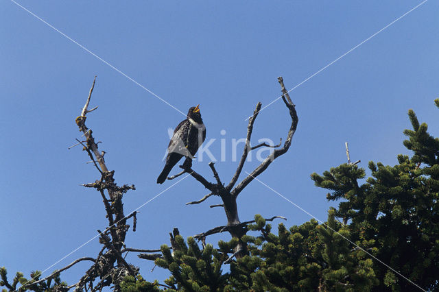 Beflijster (Turdus torquatus)