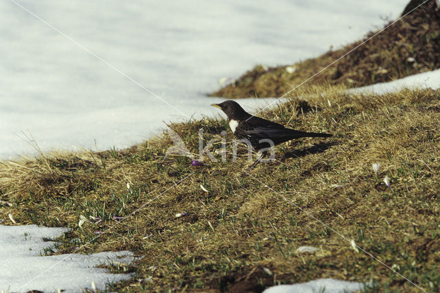 Beflijster (Turdus torquatus)