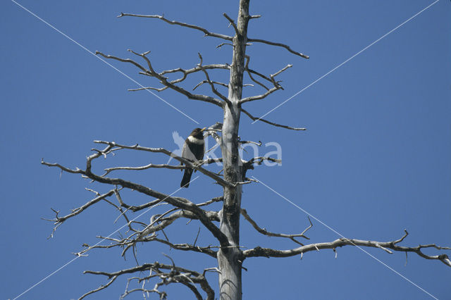 Beflijster (Turdus torquatus)