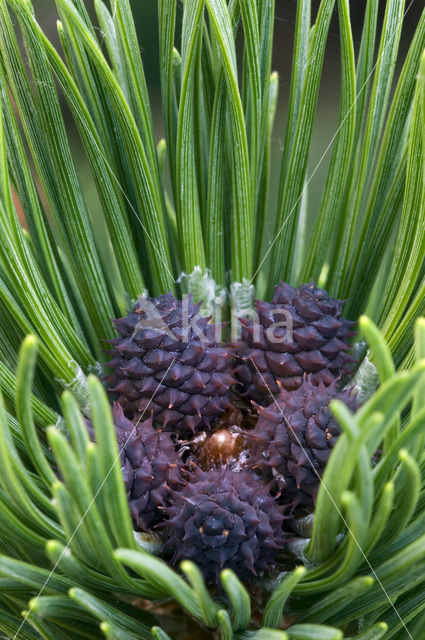 Bergden (Pinus mugo)