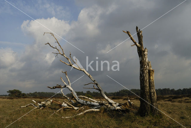 Berk (Betula)