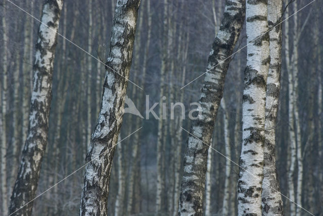 Berk (Betula)