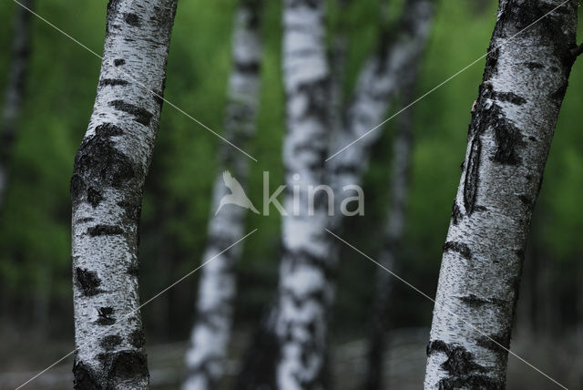 Berk (Betula)