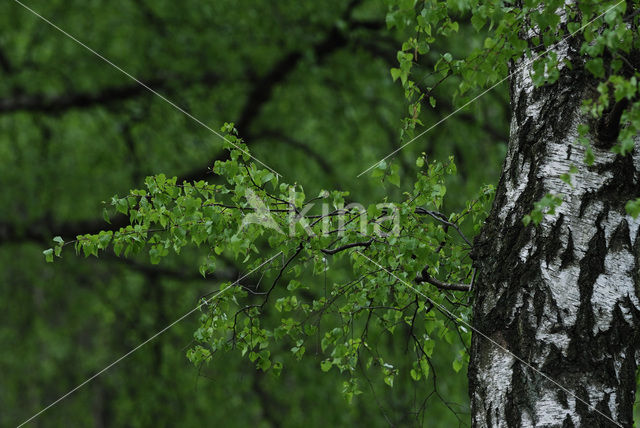 Berk (Betula)