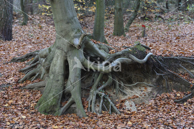 Beuk (Fagus spec.)