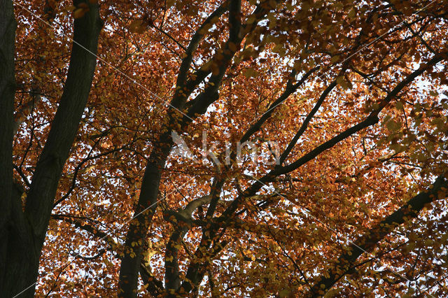 Beuk (Fagus spec.)