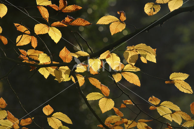 Beech (Fagus spec.)