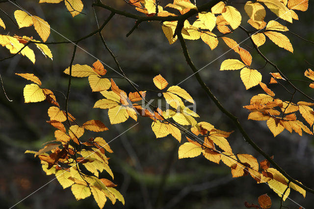 Beech (Fagus spec.)