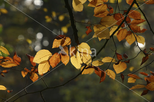 Beech (Fagus spec.)