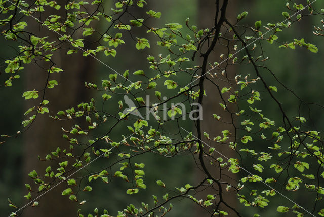 Beech (Fagus sylvatica)