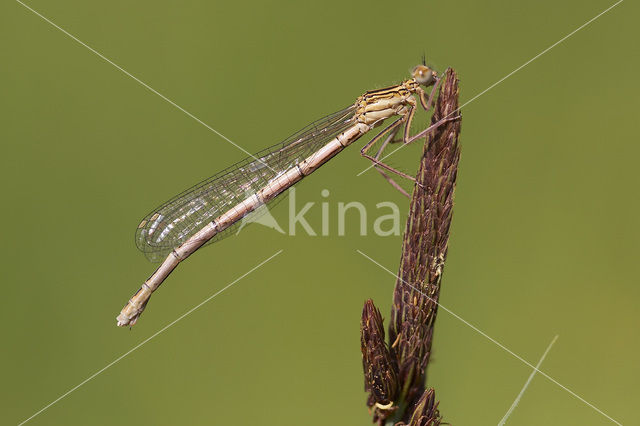 Blauwe breedscheenjuffer (Platycnemis pennipes)