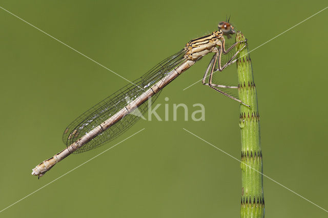 Blauwe breedscheenjuffer (Platycnemis pennipes)