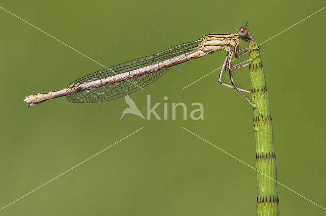 Blauwe breedscheenjuffer (Platycnemis pennipes)