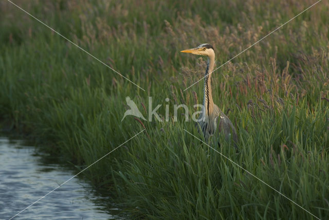 Blauwe Reiger (Ardea cinerea)