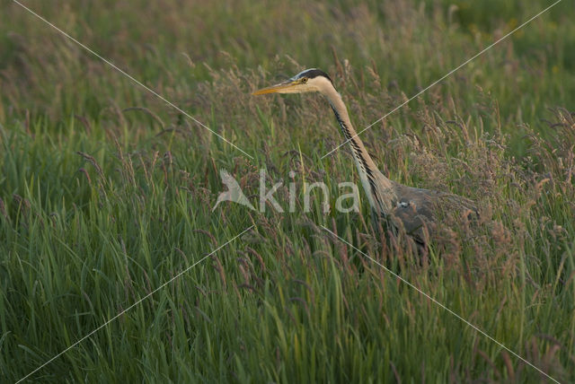 Blauwe Reiger (Ardea cinerea)