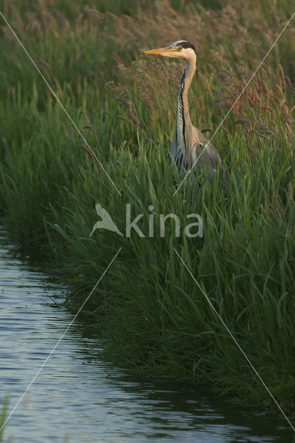 Blauwe Reiger (Ardea cinerea)