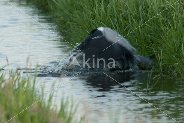 Blauwe Reiger (Ardea cinerea)