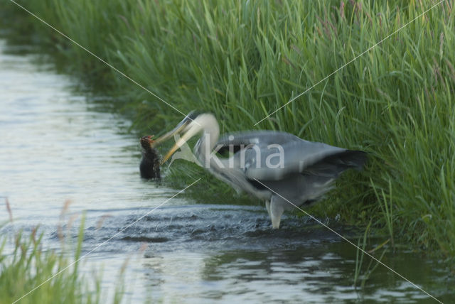 Blauwe Reiger (Ardea cinerea)