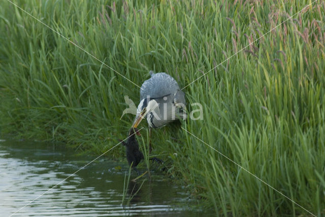 Blauwe Reiger (Ardea cinerea)