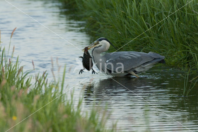 Blauwe Reiger (Ardea cinerea)