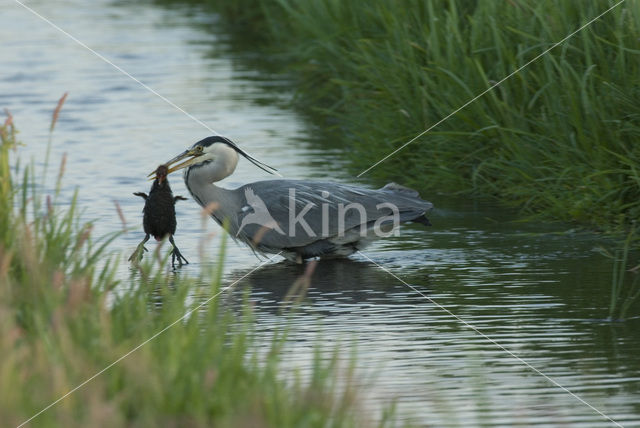 Blauwe Reiger (Ardea cinerea)