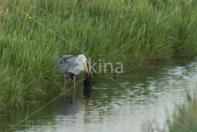 Blauwe Reiger (Ardea cinerea)