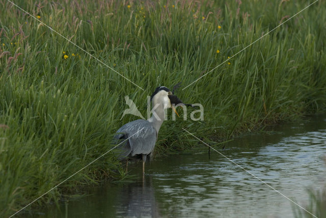 Blauwe Reiger (Ardea cinerea)