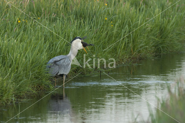 Blauwe Reiger (Ardea cinerea)