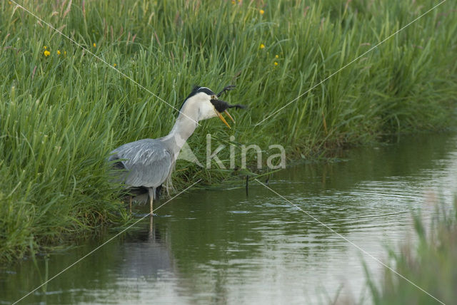 Blauwe Reiger (Ardea cinerea)