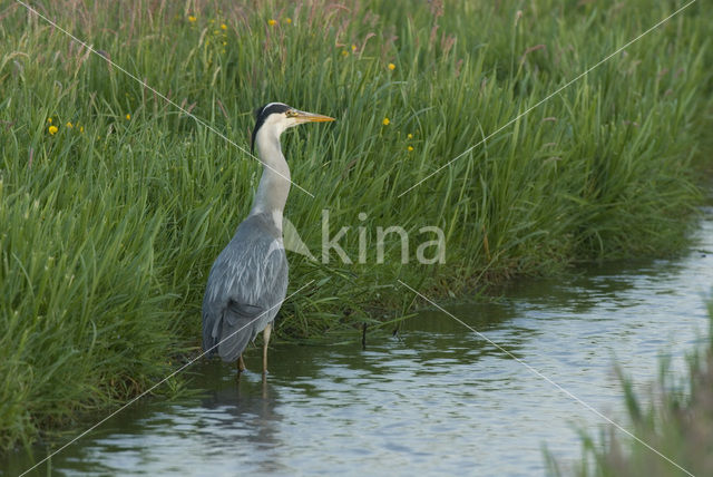 Blauwe Reiger (Ardea cinerea)