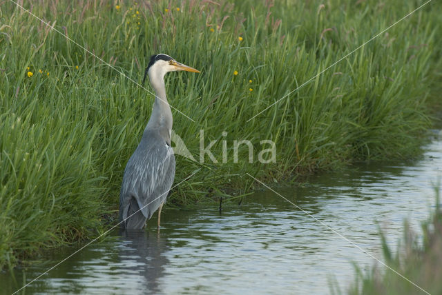 Blauwe Reiger (Ardea cinerea)