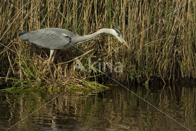 Blauwe Reiger (Ardea cinerea)